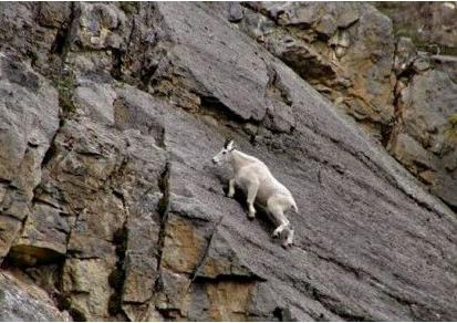 动物界攀岩高手，90度角悬崖如履平地，游客钦佩感油然而生(2)