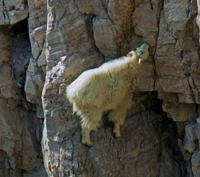 动物界攀岩高手，90度角悬崖如履平地，游客钦佩感油然而生(1)