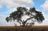 世界上最古老的十种树木 年龄超5000岁