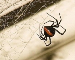 世界十大最毒蜘蛛：遇见了千万要躲开