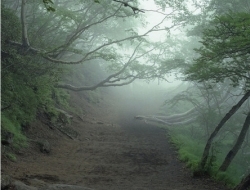 日本的幽静森林内发现大量尸体，被称为“自杀森林”