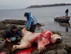 饮鸩止渴：实拍北极圈里的“合法”猎熊人