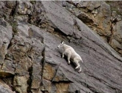 动物界攀岩高手，90度角悬崖如履平地，游客钦佩感油然而生